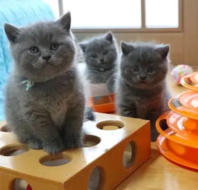 Chatons British Shorthair