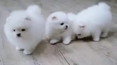 Pomeranian puppies