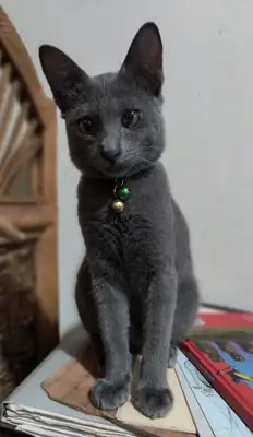 待领养的拉阿斯猫 | 自然强壮的品种