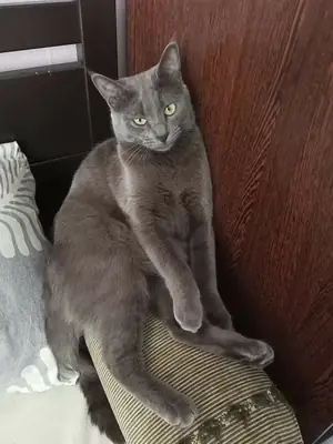 俄罗斯蓝猫待领养 | 优雅而沉稳