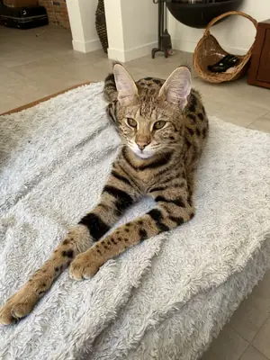 Serengeti available for adoption | Active and sociable