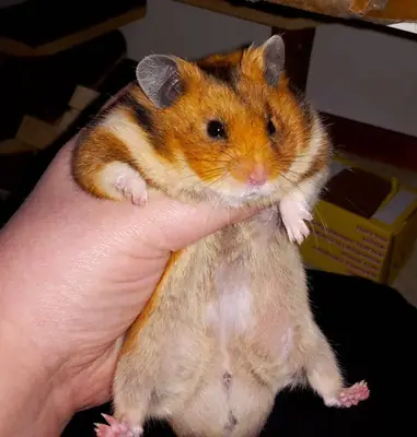 Romanian Hamster for Adoption | Calm and Affectionate