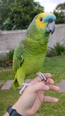 Sahiplenmeye Hazır Amazon Papağanı | Sosyal ve Zeki