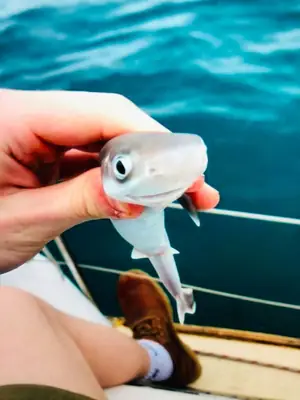 Poisson Requin d’Aquarium à l’Adoption