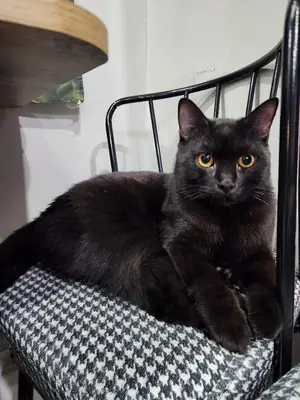 Estoy buscando un hogar para mi hijo Kenny.