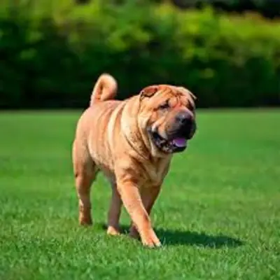 Anyone can adopt my shar pei dog