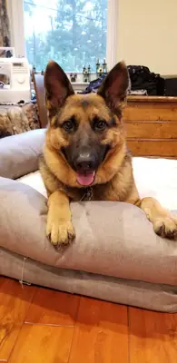 如果您找到我的狗，请联系我。