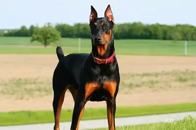 Je cherche un bon compagnon pour mon doberman.