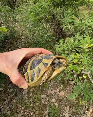 最可爱的小海龟，它就是色雷斯陆龟。