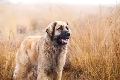 Safkan Leonberger Yavru Sahiplendirme
