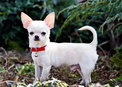 Sahiplenmeye Hazır Mini Boy Chihuahua
