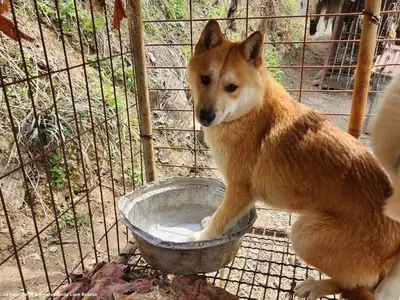 忠诚的努雷翁吉待领养