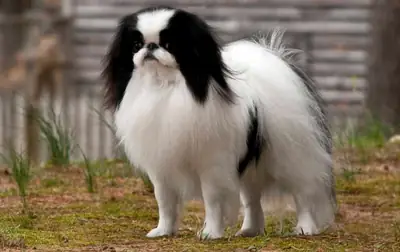 优雅的日本狆犬待领养