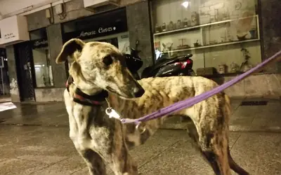 Lévrier turc à adopter