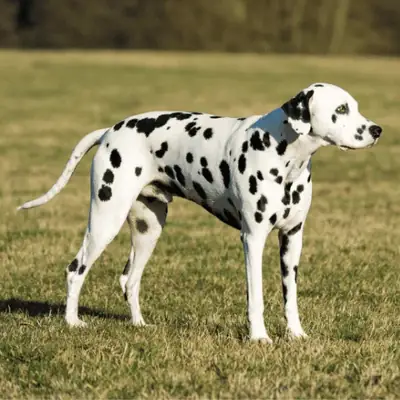 纯种达尔马提亚犬待领养