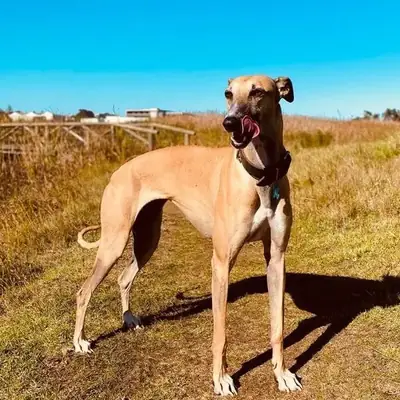 运动型格雷伊猎犬领养