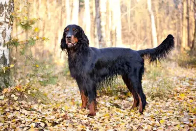 Noble Gordon Setter Adoption