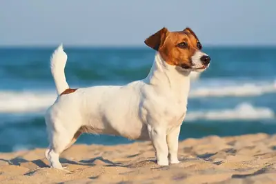 Hareketli Jack Russell Terrier