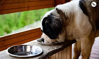 充满爱意的圣伯纳犬收养