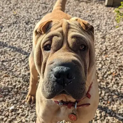 Первоначальный усыновление шарпея