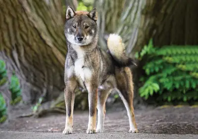 Adoption de Shikoku de race rare