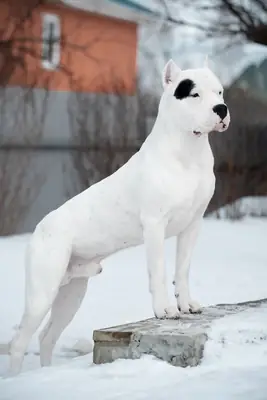 走失的阿根廷杜高犬——请帮忙