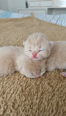 Couleur spéciale Chocolat Doré