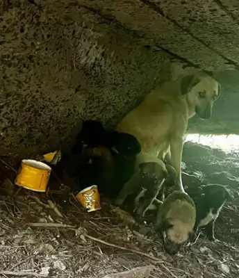 Nous recherchons une famille aimante pour notre adorable petite chienne d'un an, de type saucisse. Elle est très affectueuse et sociable.