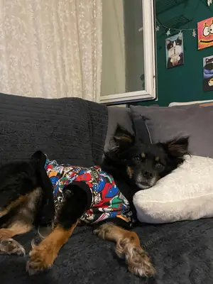 Adopción gratuita dentro de Ankara.