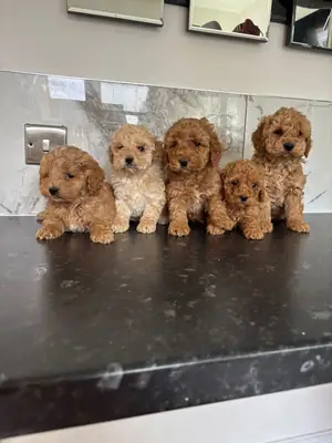 maltipoo puppies (toy poodle)