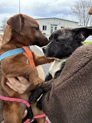 Barınağa Terk Edilmiş Küçük Irk Dostları Ücretsiz Sahiplendirme