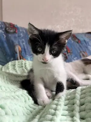 Милый полосатый котенок