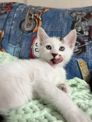 我们正在为我们可爱的小狗寻找一个永远的家！