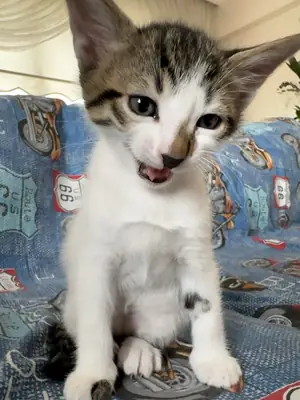 我们正在为我们可爱的小狗寻找一个永远的家！