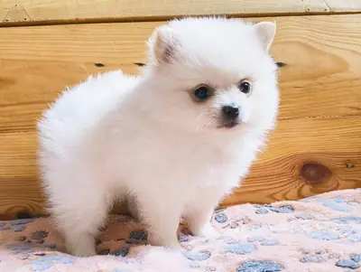 White cream Pomeranian puppies