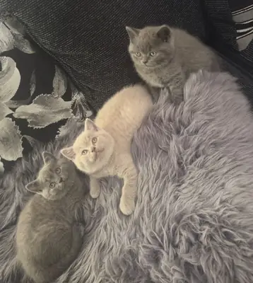 Adorable British Shorthair Kittens