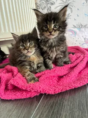 Maine coon kittens