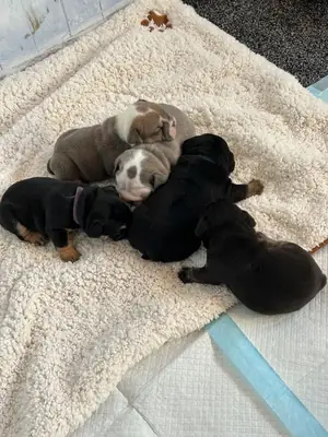 English bulldog puppy’s
