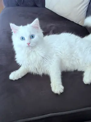 Persian white kitten