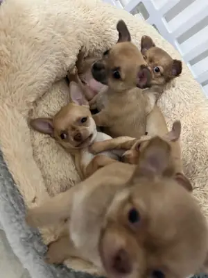 chihuahua pups