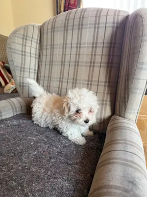 pure breed Maltese pup Female