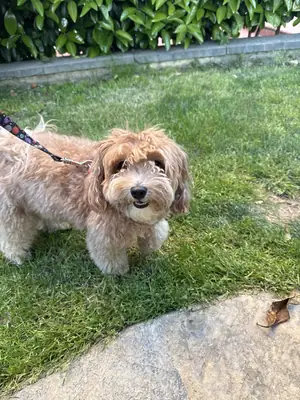 我想为我的马尔济斯犬女儿找个伴侣。