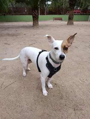 Perro pequeño de 5 años