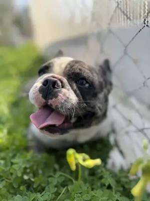 Tatlı Franch Buldog