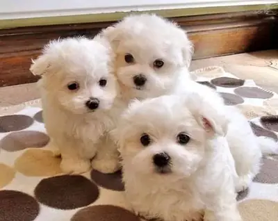 Regalo cachorro de Bichon maltés Maltes Mini