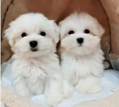 Regalo cachorro de Bichon maltés Maltes Mini