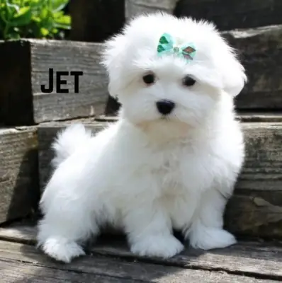 Regalo cachorro de Bichon maltés Maltes Mini