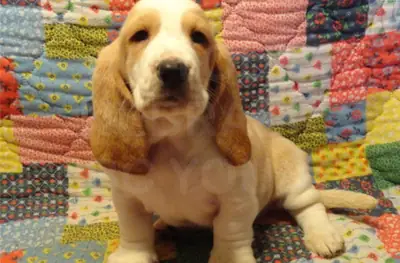 Basset Hound Puppies.
