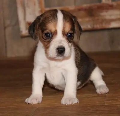 Stunning Beagle Puppies