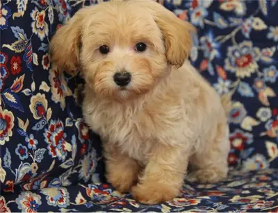 Maltipoo 2 Girl 1 Boy Available